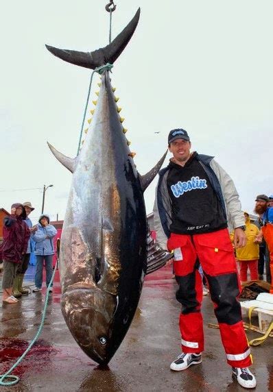 International Fishing News Canada Huge 800 Lb Tuna Caught During