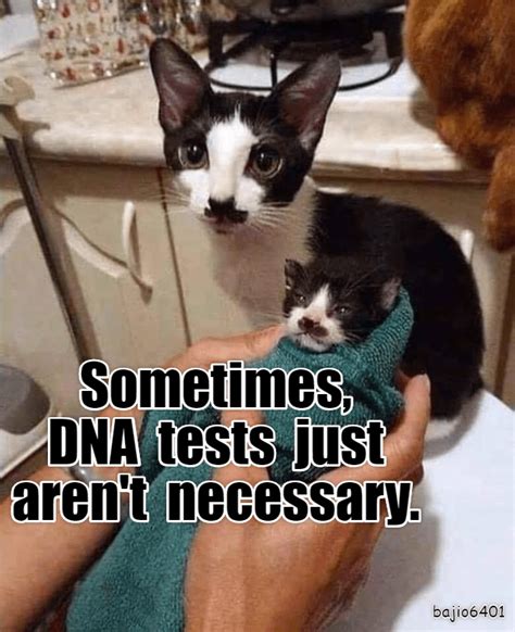 Funny Cat Memes And Quotes