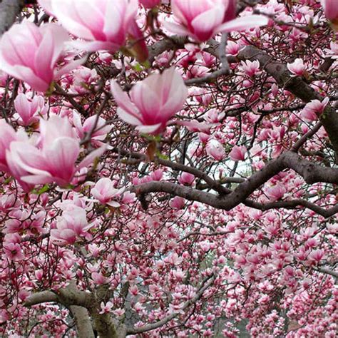 Ann Magnolia For Sale At Arbor Day S Online Tree Nursery Arbor Day