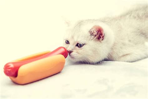 Can Cats Eat Hot Dogs Heres Why Theyre So Dangerous