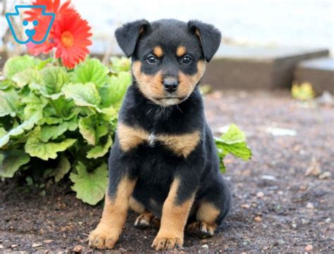 Rottweiler Pomeranian Mix Puppies Love