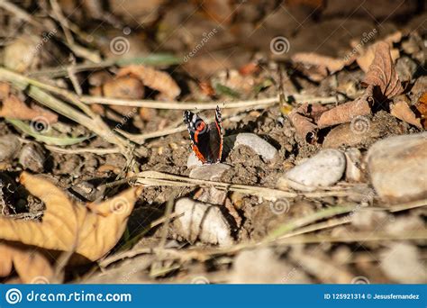 Butterfly Close Up On A Rock Stock Photo Image Of Insect Buttefly