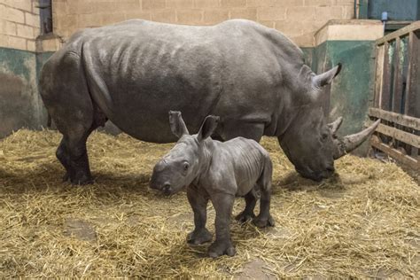 Southern White Rhino Calf Born At West Midland Safari Discover Animals