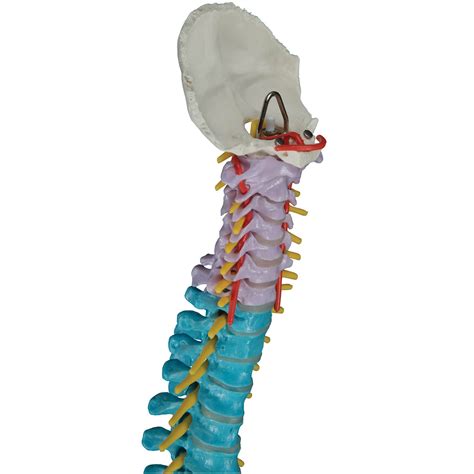 3b Smart Anatomy A58 8 Didactic Flexible Spine Model