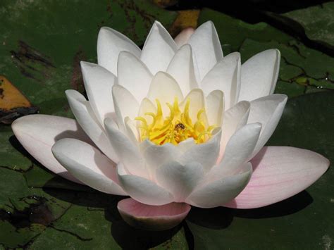 We did not find results for: Lotus Flower Wallpapers FREE Pictures on GreePX