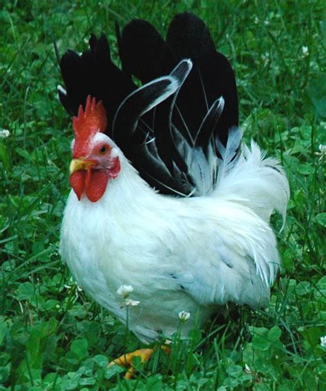 Japanese Bantam Chicken Roys Farm