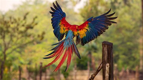 Flying Macaw Wallpaper