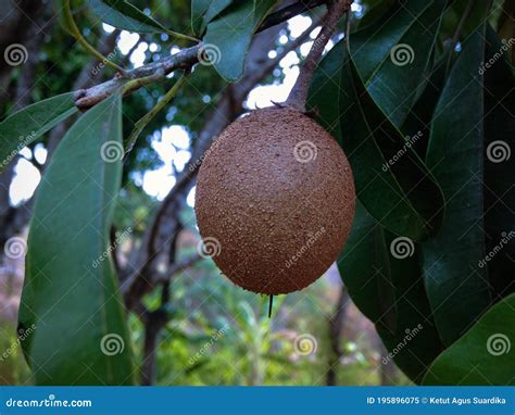 Close Up Young Fruit Manilkara Zapota Hanging On The Tree Between