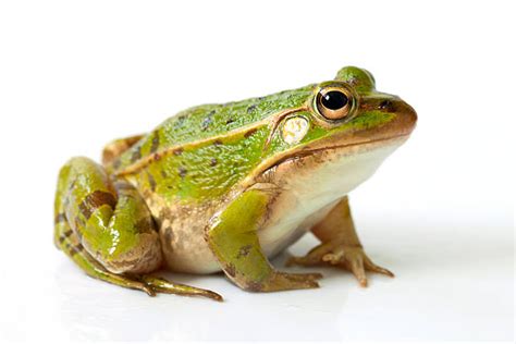 Frog Stock Photos Pictures And Royalty Free Images Istock