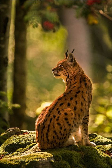 Still, the idea that they are the furriest animals on earth won't satisfy most people. Fierce Cat | Forest animals, Small wild cats, Animals