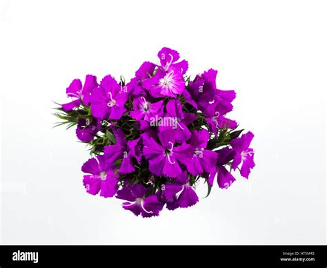 Beautiful Purple Flowers On White Background Stock Photo Alamy