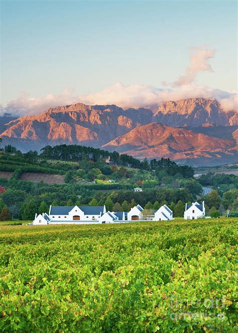 Stellenbosch Vineyards Western Cape South Africa Photograph By Justin