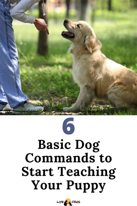 6 Basic Dog Commands To Start Teaching Your Puppy Dog Commands Dog