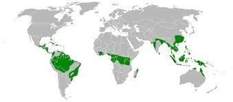 Rainforest map rainforest rainforests map rainforests rainforests of the world amazon rainforest blank world map equator rainforest layers deforestation volcanoes continents world map geography. Do Bengal tigers live in the rainforest? - Quora
