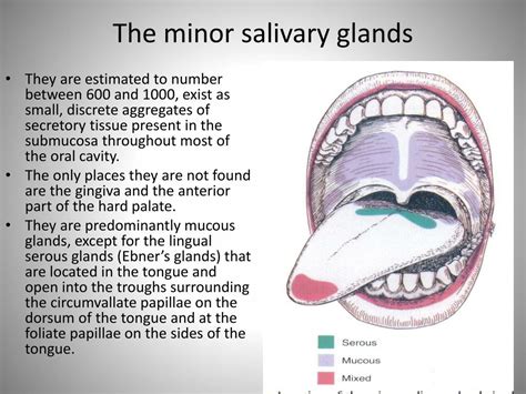 Salivary Glands