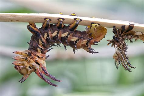 Scariest Bugs In The World Vulcan Termite And Pest Control