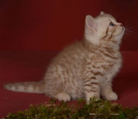 Bkh Kitten In Cinnamon Silver Spotted Tabby Bkh Britisch Kurzhaar