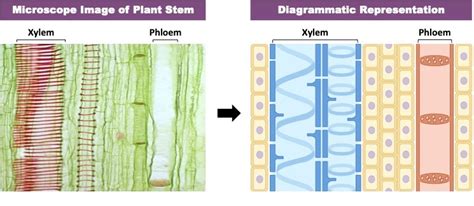 Plant Systems Vce Bioninja