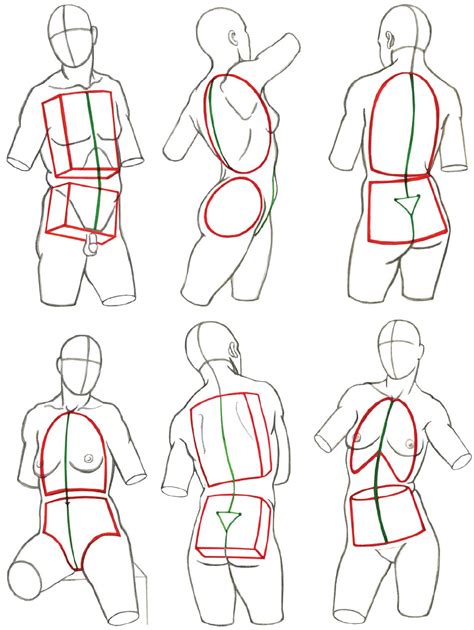 Structures And Planes Of The Figure Classic Human Anatomy In Motion