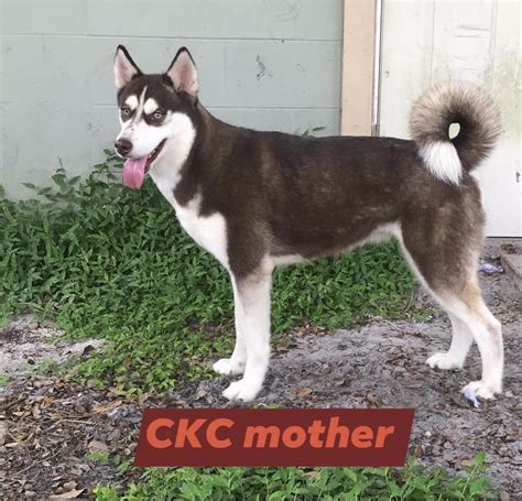 While letting this breed run free around your property is not really an option, they will be less. Siberian Husky Puppies For Sale | Lakeland, FL #318578