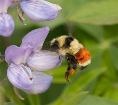 Hunt Bumble Bee Bombus Huntii Bumble Bees Of Washington State Bumble