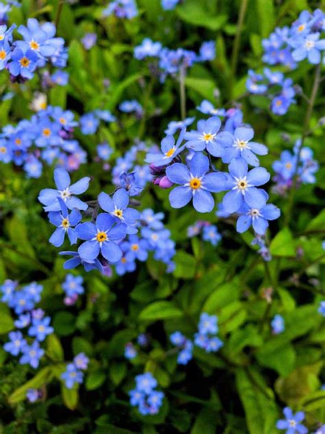 17 Blue Perennials For Your Garden Garden Lovers Club