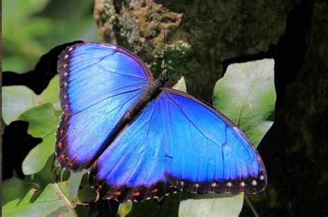 Rainforest Butterflies Photos And Info