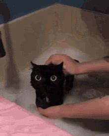 Cat Swimming In Bath Gifs Tenor