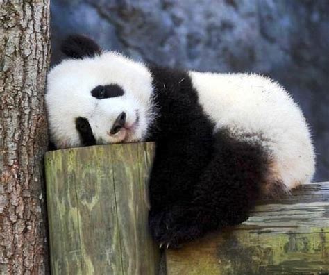 A Tired Panda Panda Bear Panda Cute Animals