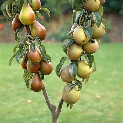 Duo Fruit Tree Pear Conference And Concorde Patio Fruit Trees Fruit