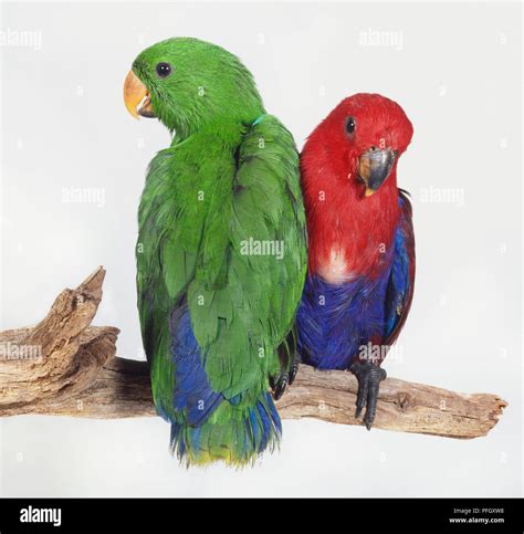 Male And Female Eclectus Parrot Hi Res Stock Photography And Images Alamy