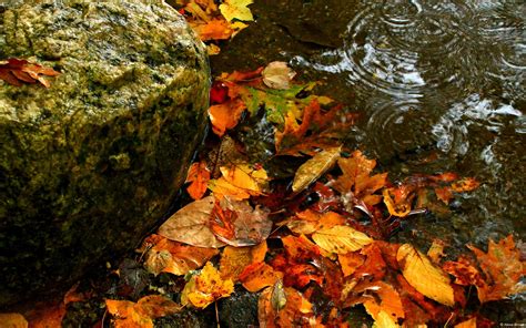 Autumn Leaves Water Windows 10 Desktop Wallpaper Preview