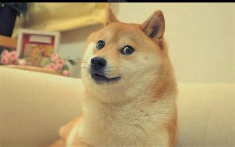 The fastest meme generator on the planet. Much Wow. Doge Meme - The State Times