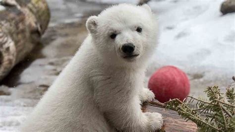 Toronto Zoo Polar Bear Cub Juno Shows Off For Camera Cbc News