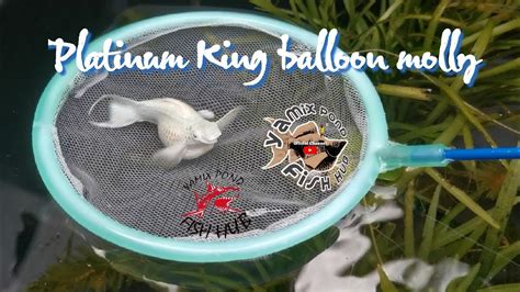 Platinum King Balloon Molly YouTube