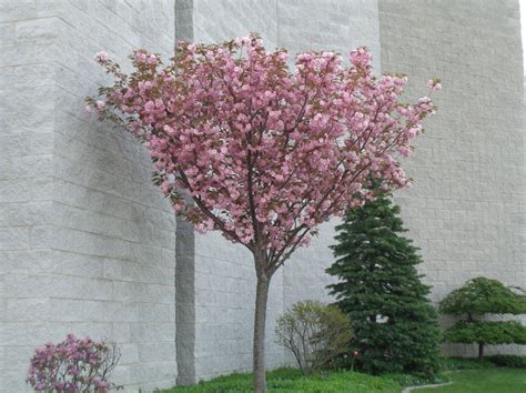 The japanese flowering cherry (also known as the yoshino cherry) is the darling of the flowering tree world and the star of such renowned events as the national and international. Vase Shaped Trees Zone 6 And Cellar Image Avorcor | Small ...