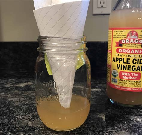 The Top 23 Ideas About Fruit Fly Trap Apple Cider Vinegar Home