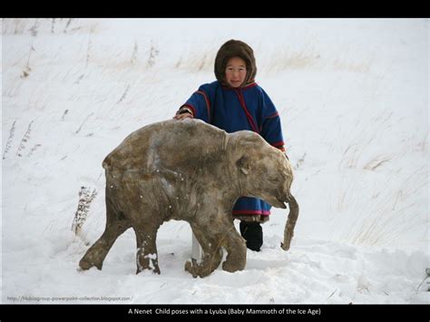 Ppt The Nenets From Yamal Russia Powerpoint Presentation Free