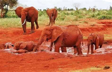 Národní Park Tsavo West Safari A Dovolená V Keni