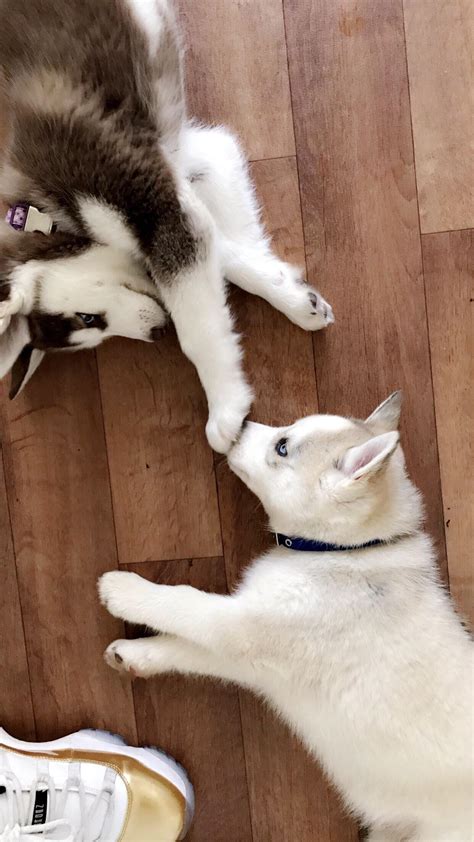 Just Two Pups Rhusky