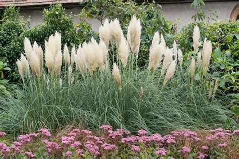 Cortaderia Selloana Pumila Is A Compact Pampas Grass That Is Perfect