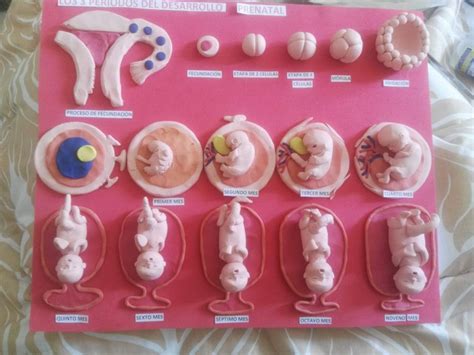 Maqueta De Las Etapas Del Desarrollo Embrionario Artofit The Best
