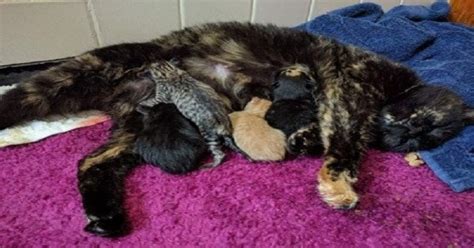 Bobtail Calico Cat Has An Extremely Special Litter Of Kittens