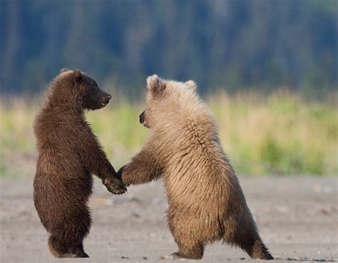 Looks Like They Are Holding Hands Cute Baby Animals Cute Animals