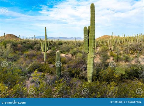 A Forest Of Saguaro Cactus In Saguaro National Park Stock Photo Image