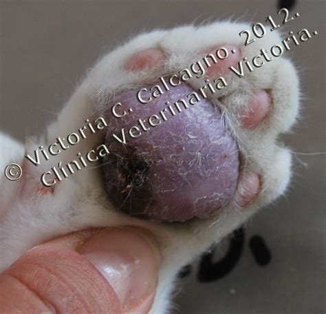Albums 96 Pictures Pictures Of Pododermatitis In Cats Completed