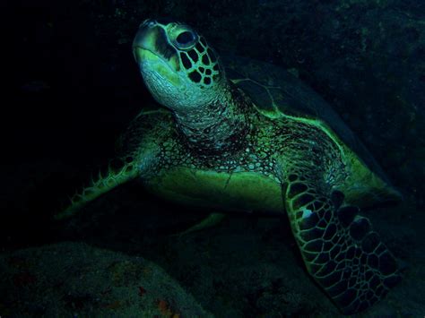 074 Honu Hawaiian Green Sea Turtle ハワイアオウミガメ ハワイ