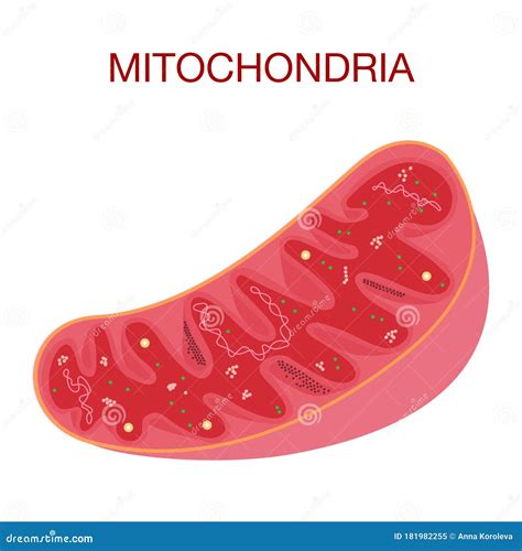 Diagram Of The Structure Of Mitochondria Medical Education Vector