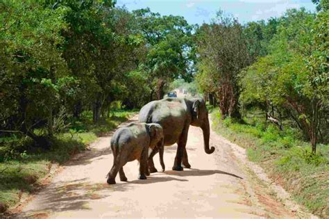 The 6 Best Sri Lanka Safari Tours Elephants Leopards And More A