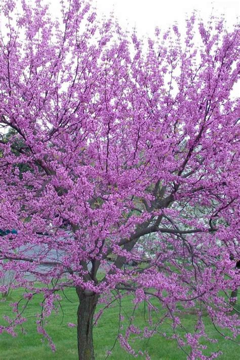 Buy Eastern Redbud Tree For Sale Online From Wilson Bros Gardens